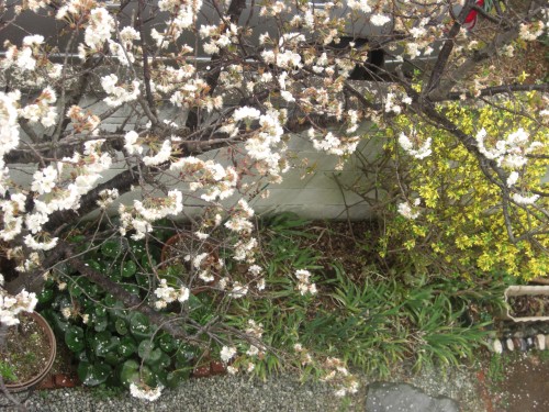 自宅庭の桜は３月９日に初咲きでサクランボが出来ます。