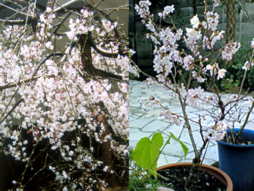 初代隆桜と2代目隆桜